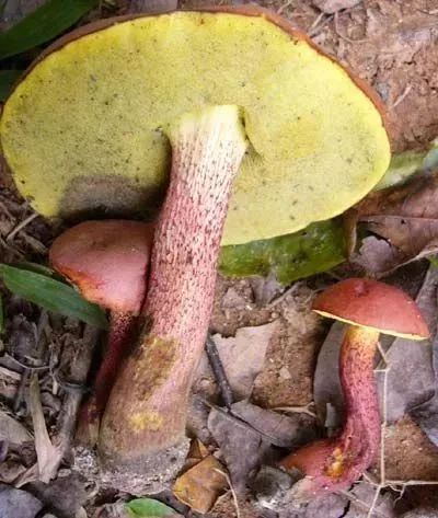 云南吃菌中毒分布图,云南吃菌中毒最新统计