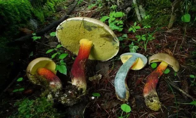 云南吃菌中毒分布图,云南吃菌中毒最新统计