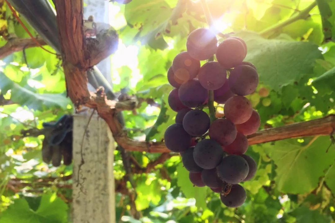 又挖到个21℃的清凉山城，还藏着人均¥300+就能入住的浙南“小星野”，仅限200套