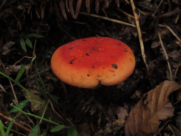 云南吃菌中毒分布图,云南吃菌中毒最新统计