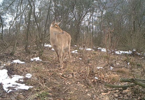 什么鹿濒危,什么的梅花鹿