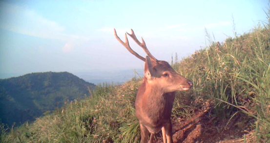 什么鹿濒危,什么的梅花鹿