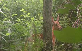 什么鹿濒危,什么的梅花鹿