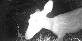 什么鹿濒危,什么的梅花鹿