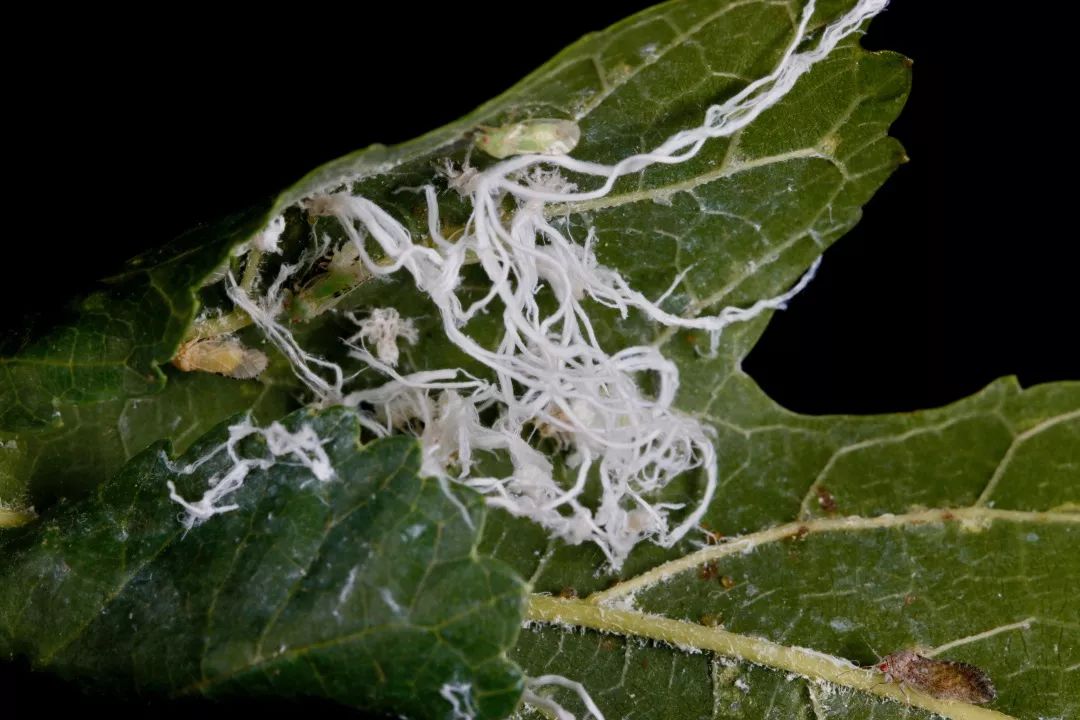 见到灯光乱飞的大虫子,见到光就飞过来的虫子怎么去除