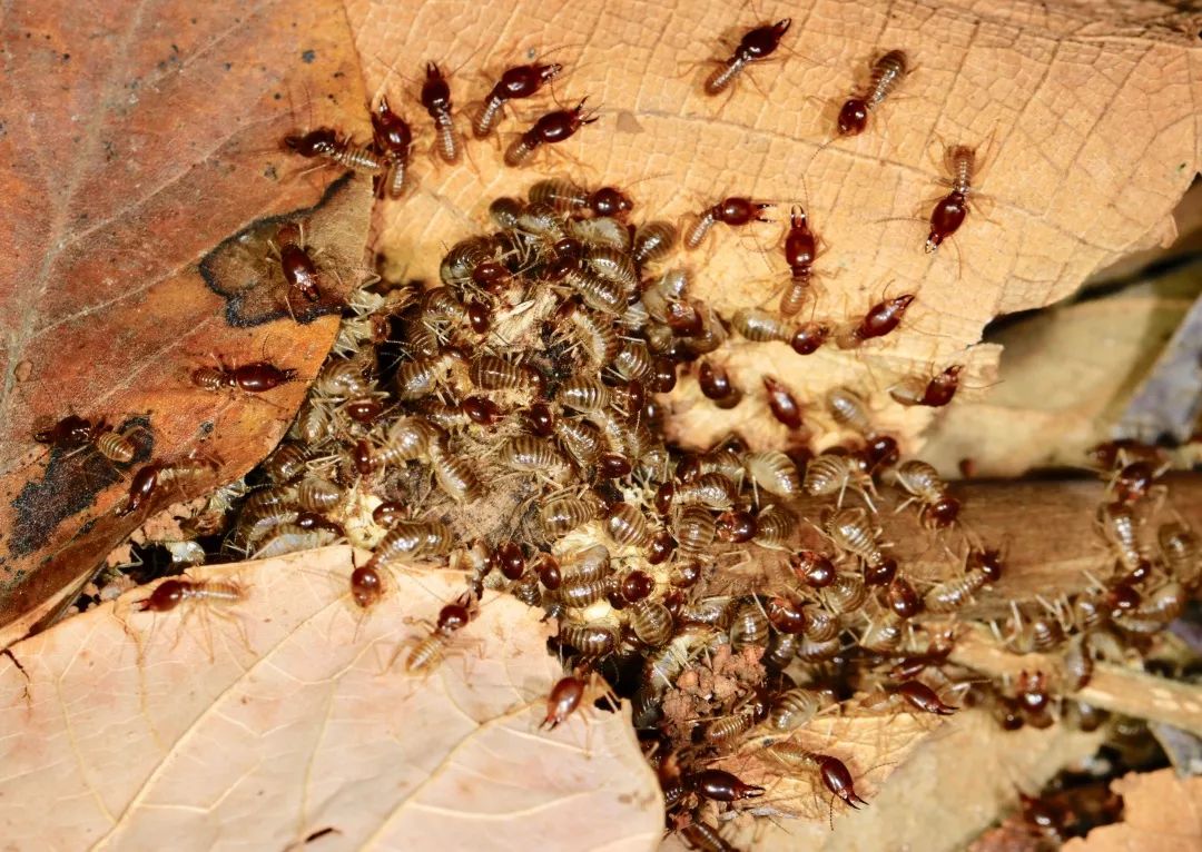 见到灯光乱飞的大虫子,见到光就飞过来的虫子怎么去除