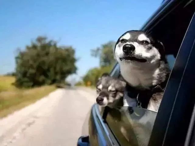 晕车原因科普,晕车简单的说法