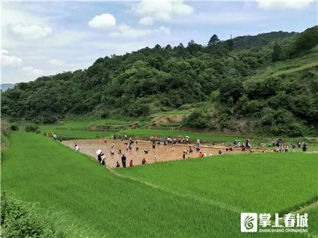 团结乡核桃箐五彩稻田,五彩田园捉鱼