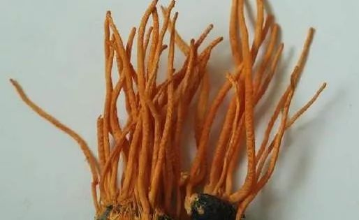 蚕宝宝怎么制作成丝绸,蚕如何变成丝绸