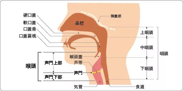 被卡了鱼刺做什么检查,鱼刺卡喉有二个月会变癌吗