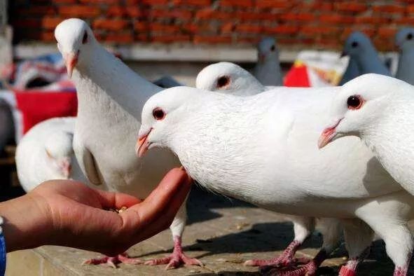 鸽子和鸽子打架是什么原因,看见两只鸽子打架的前兆