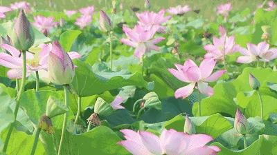 春城秀风光,春城秀昆明一座有温度的城市