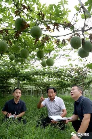 【壮丽70年·奋斗新时代】京九晚报整版：阅不完睢阳风景，说不尽精彩故事——商丘报业全媒体大型主题报道采访八分团睢阳区采访掠影