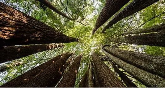 芳草地树屋,芳草地树人