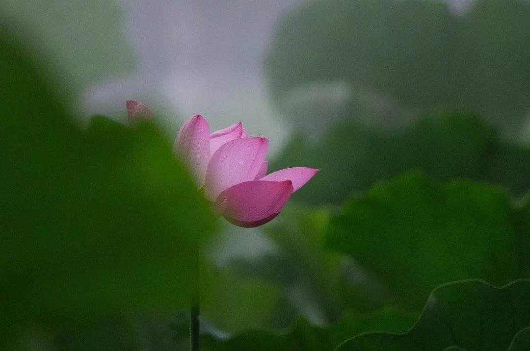 仙气荷池、时光走廊、滨湖绿道……川大持续惊艳焕颜！同学：这是仙境吗？