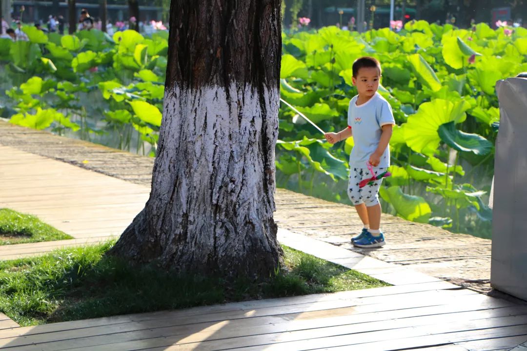 仙气荷池、时光走廊、滨湖绿道……川大持续惊艳焕颜！同学：这是仙境吗？