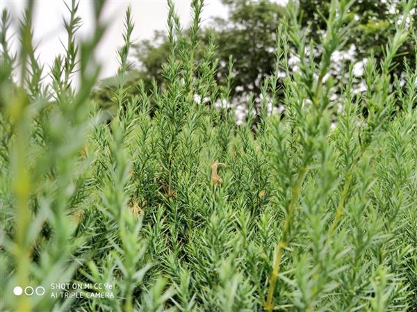 小米cc9e最新评测,小米cc9e和红米note7pro哪个好