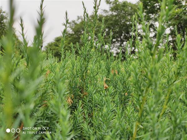 小米cc9e最新评测,小米cc9e和红米note7pro哪个好