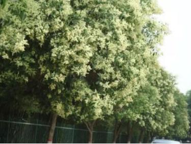 这一味药似是因爱而生为爱而终