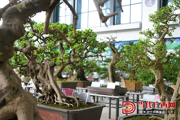 广西第十二届防城港园博园,广西防城港园林园艺博览会