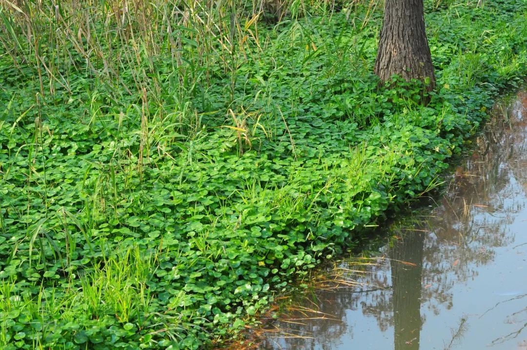 白毛香菇草,香菇草怎么养