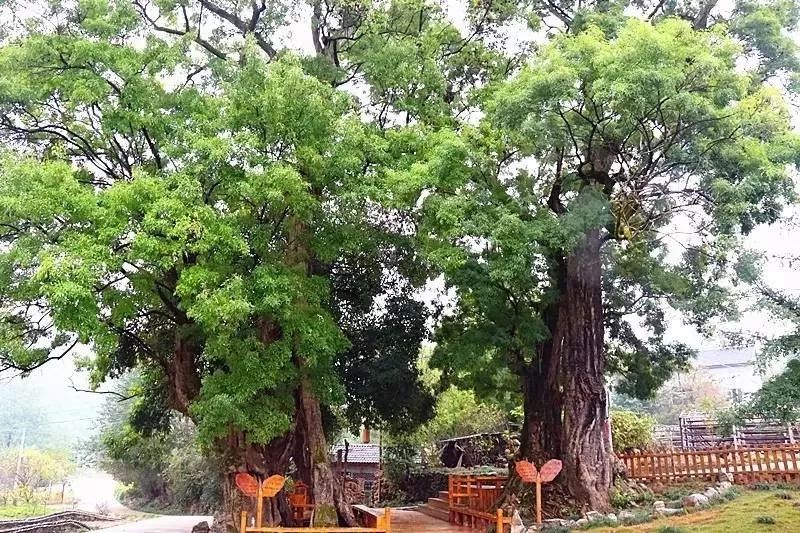 要火了！荆门这个村子拟入选这个国家级名单！