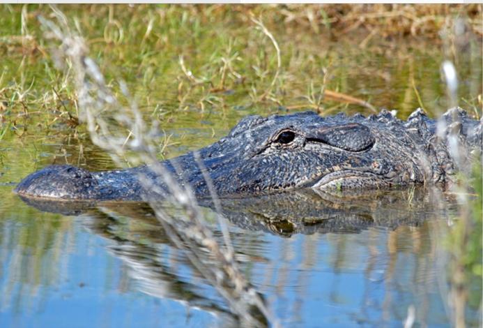 遇到鲨鱼或者鳄鱼怎么办,在野外遇到鳄鱼该怎么自救视频