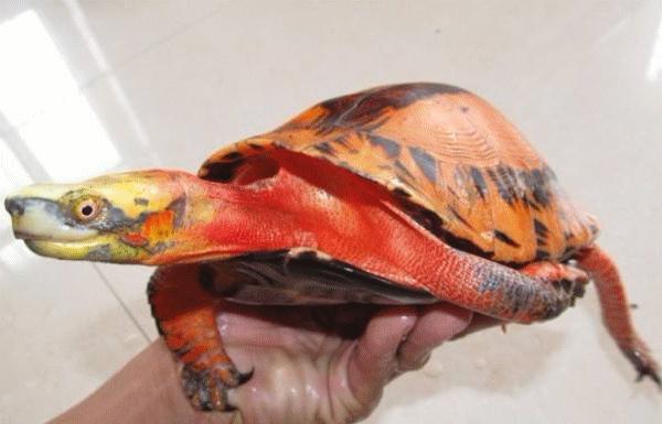 99元买一送一旅游团,99包邮买一送一