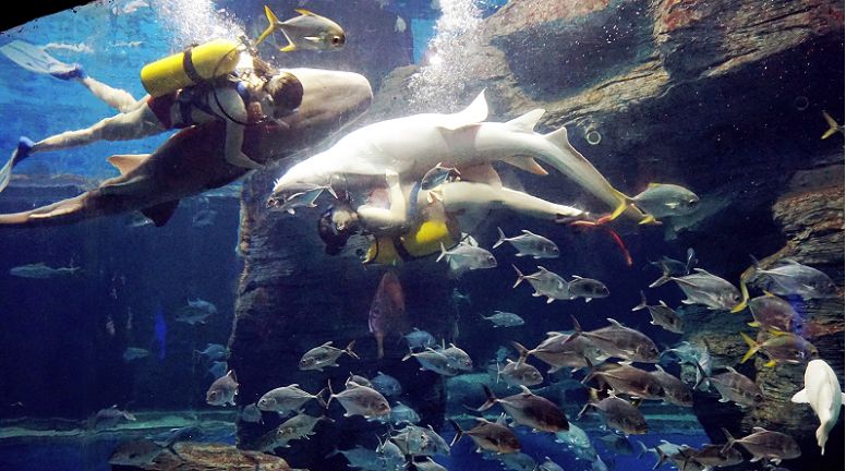 北海珍珠展视频,北海南珠展