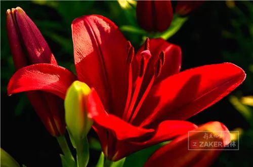 百合花海打卡地,春天长春网红打卡地