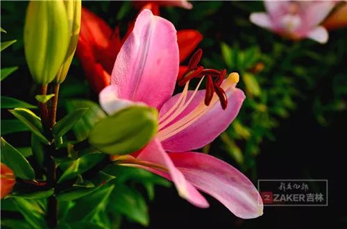 百合花海打卡地,春天长春网红打卡地