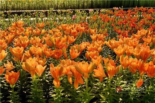 百合花海打卡地,春天长春网红打卡地