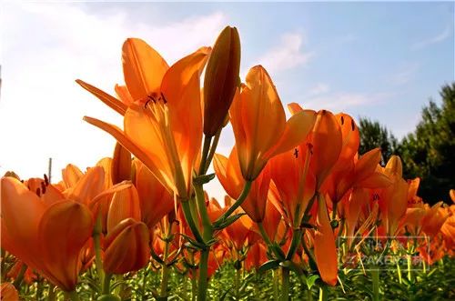 百合花海打卡地,春天长春网红打卡地