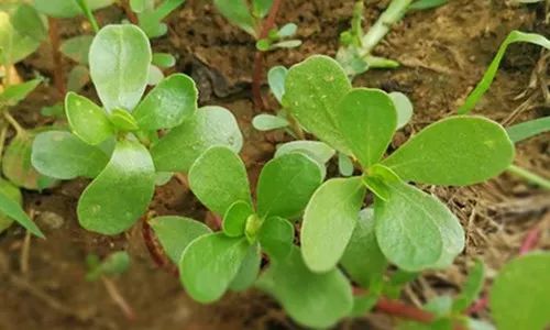 夏季清热解毒菜,夏天清热解毒的食物