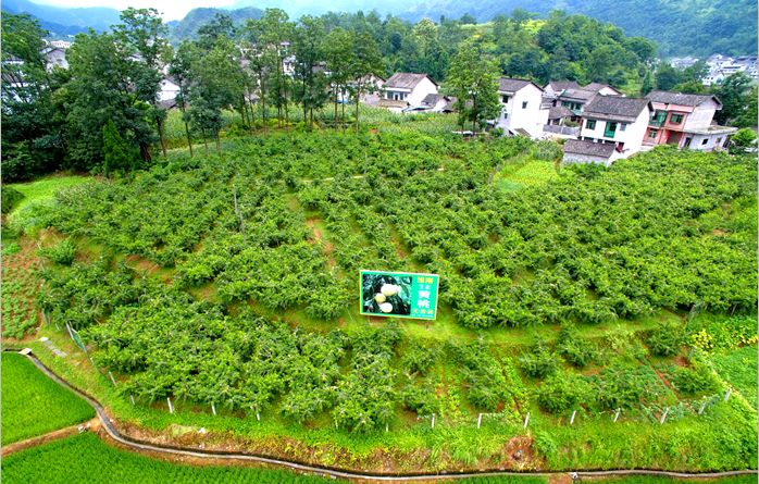 黄桃熟了欢迎朋友们过来品尝采摘,黄桃成熟了欢迎你来品尝采摘