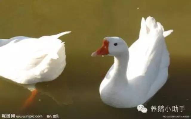 太湖母猪人工授精关注事项,太湖鹅养殖全过程