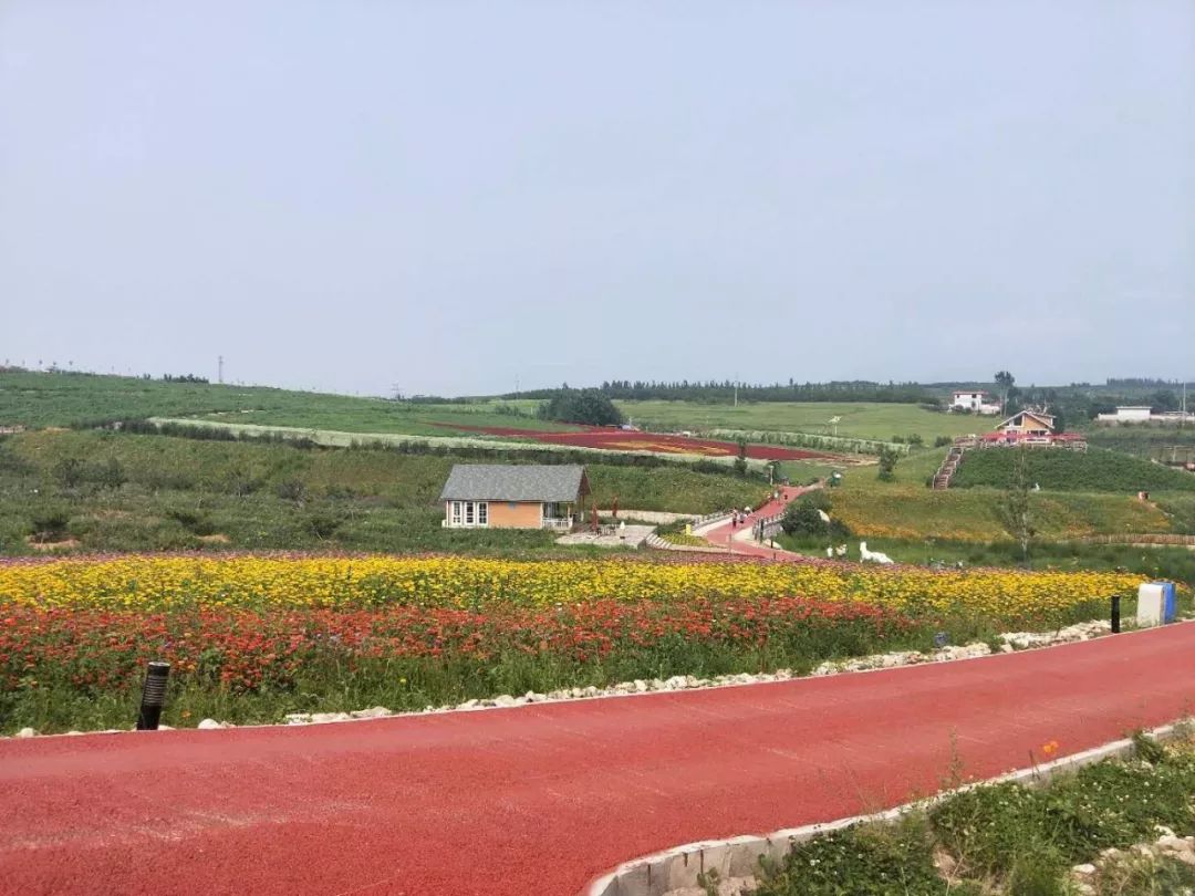香约河北（18）|堪比香格里拉！这片绝色花海就在河北，简直美成了人间仙境！