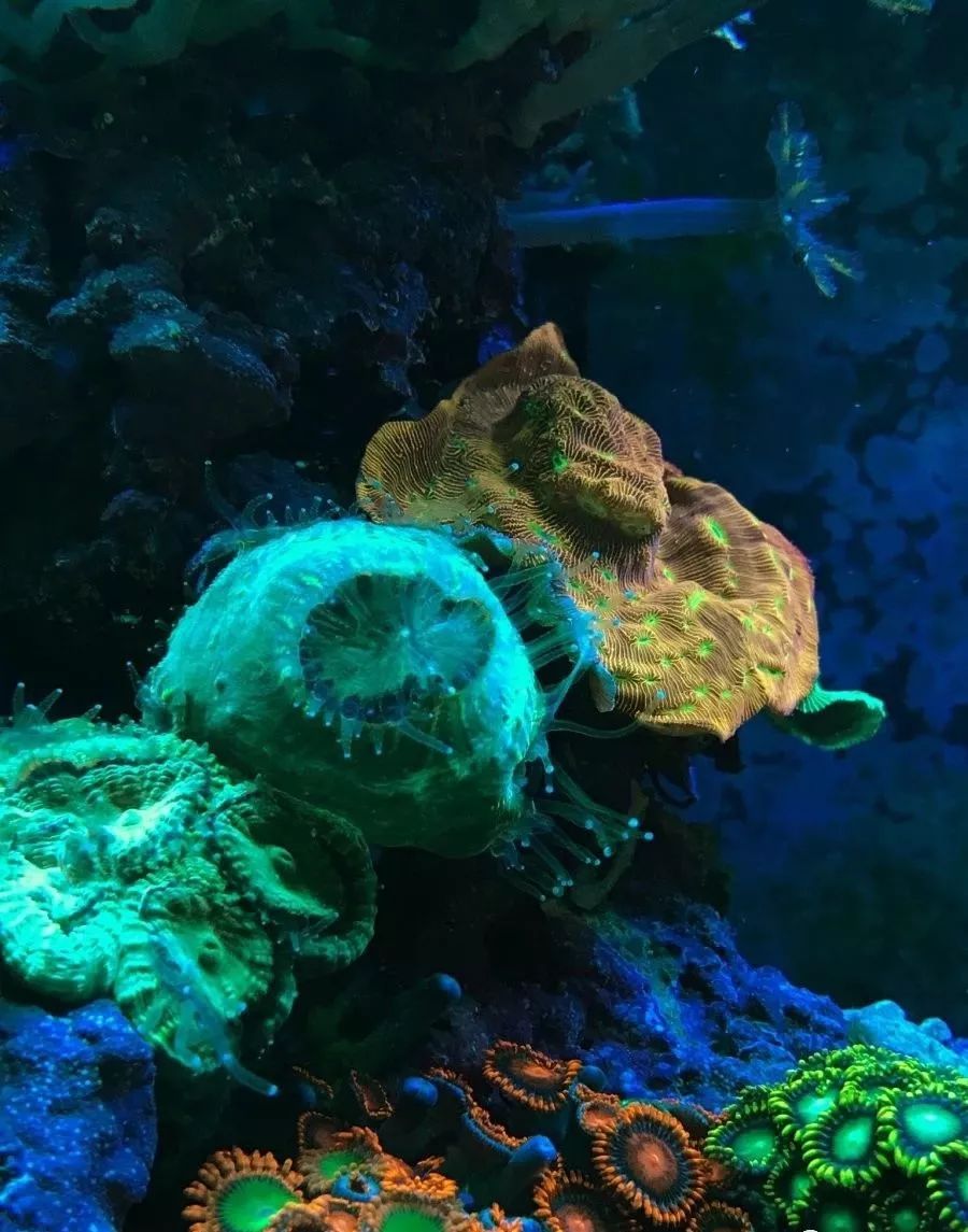 生死看淡不服就干古风打戏,生死看淡不服就干打一动物