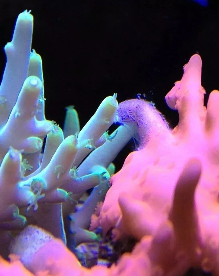 生死看淡不服就干古风打戏,生死看淡不服就干打一动物