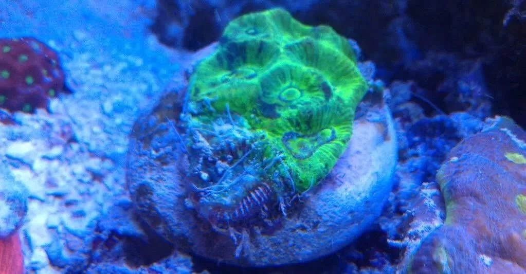 生死看淡不服就干古风打戏,生死看淡不服就干打一动物