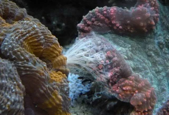 生死看淡不服就干古风打戏,生死看淡不服就干打一动物