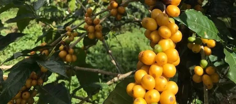 哥斯达黎加咖啡口感怎么样,哥斯达黎加阿拉比卡咖啡