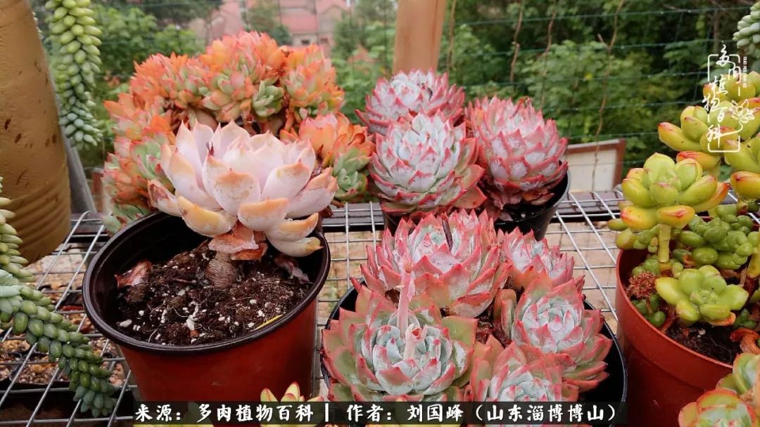 夏季多肉褪色前后对比,聊聊多肉夏季如何防护