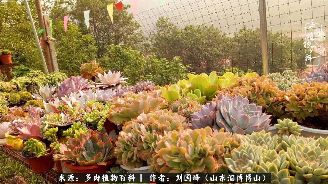 夏季多肉褪色前后对比,聊聊多肉夏季如何防护