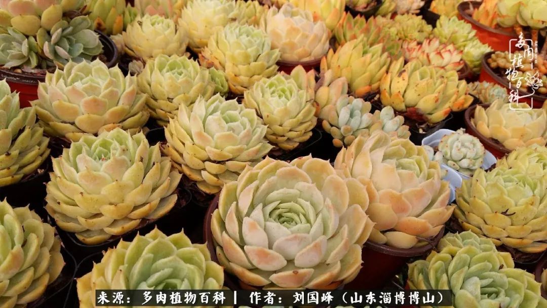 夏季多肉褪色前后对比,聊聊多肉夏季如何防护