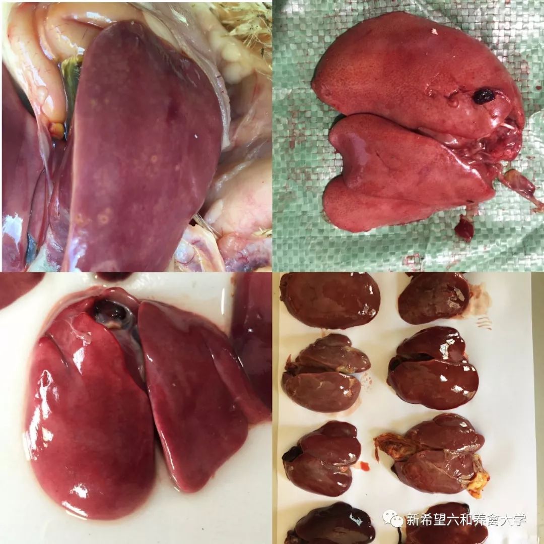 鸡小肚子疼是什么原因,鸡为什么肚子疼