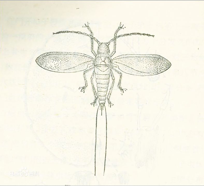 方志四川历史视频大竹篇,方志四川历史文化