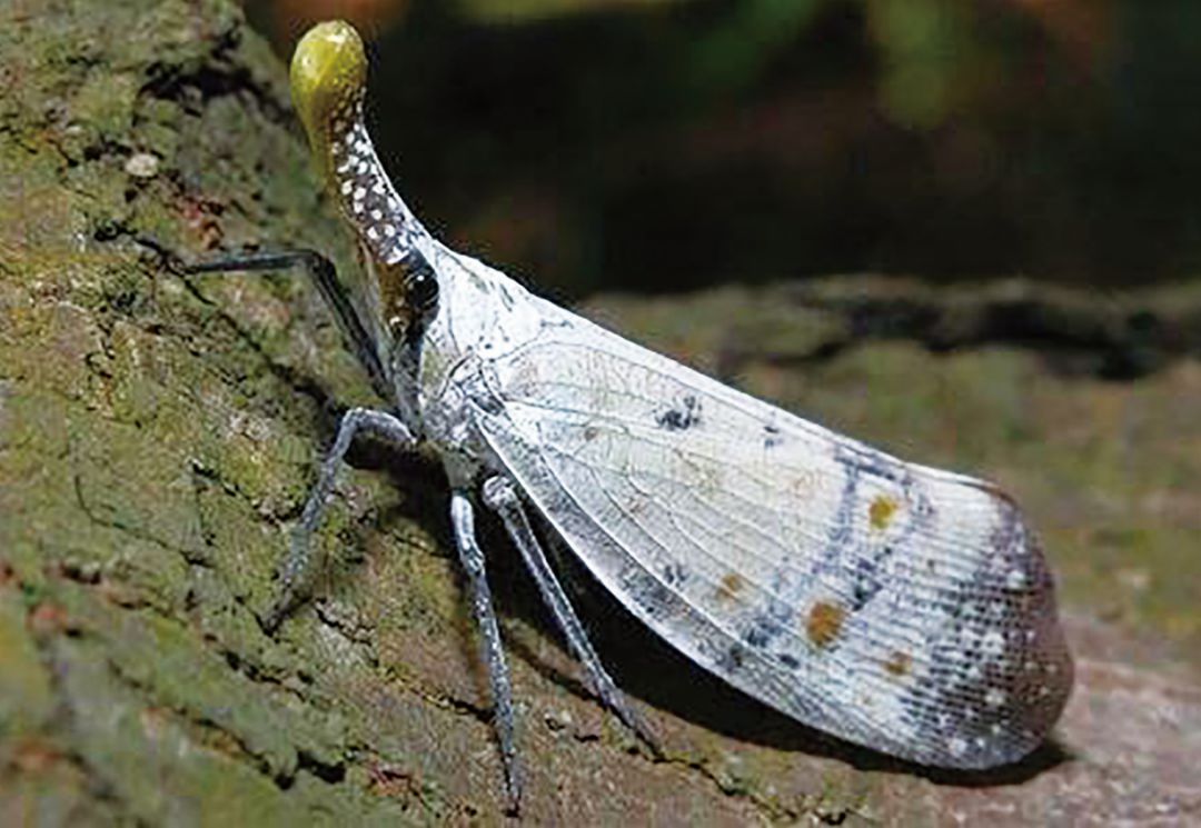 方志四川历史视频大竹篇,方志四川历史文化