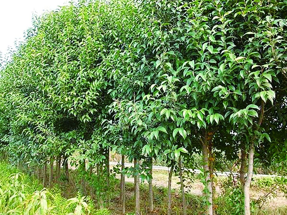 方志四川历史视频大竹篇,方志四川历史文化