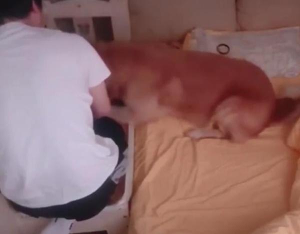 金毛半夜爬主人床睡觉,金毛躺着睡觉要主人摸它吗